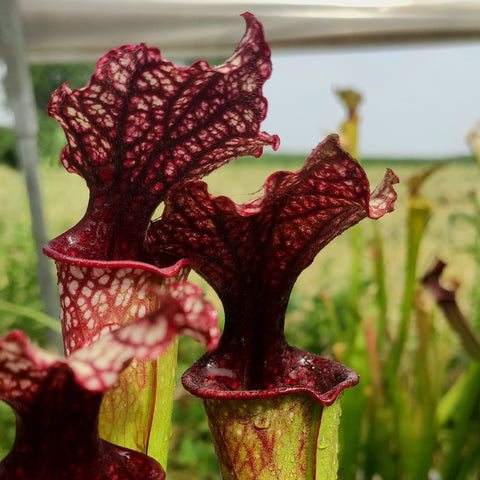 Sarracenia Crimson Queen x Leah Wilkerson clone #2