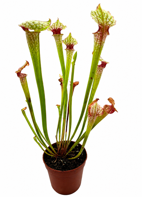 Sarracenia x "Scarlet Fire" (Caput Mundi Labs)