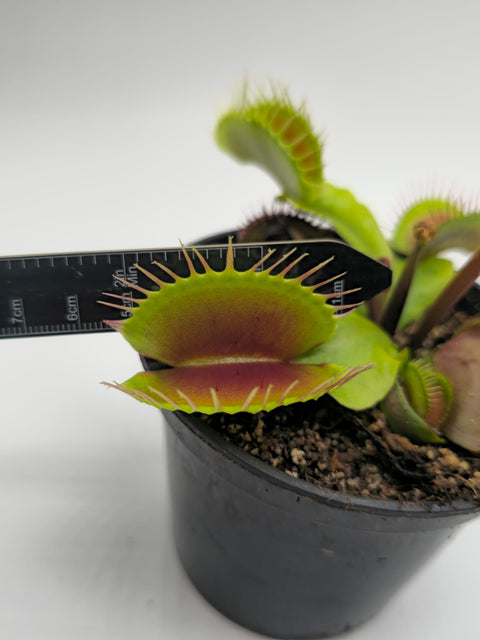 Dionaea muscipula Prometeo (Caput Mundi Labs)