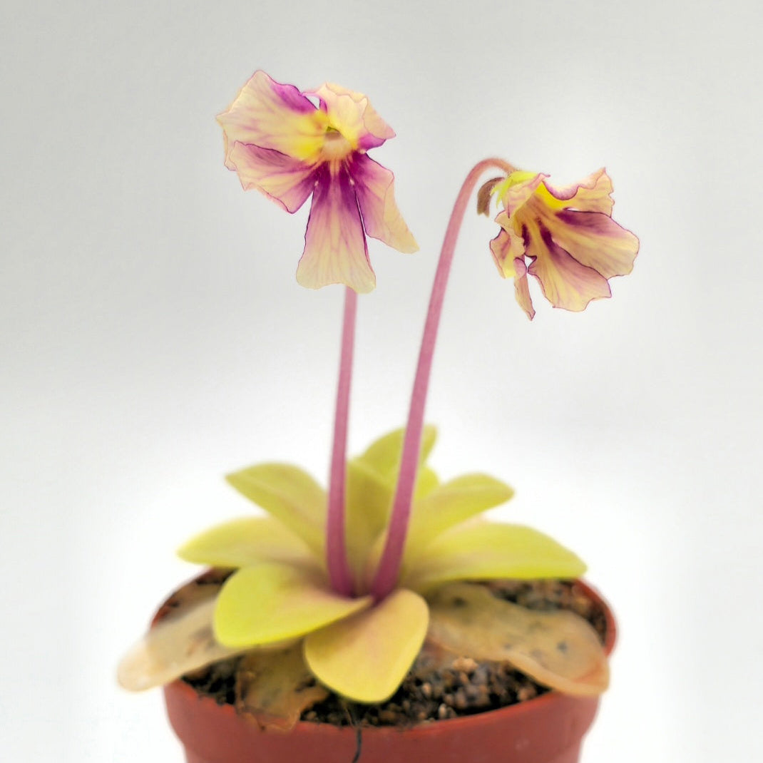 Pinguicula 'Razzberry Blonde' – Caput Mundi Labs