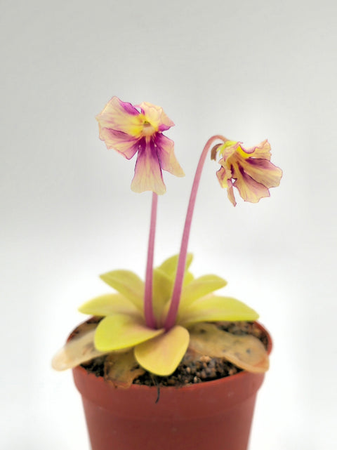 Pinguicula ‘Razzberry Blonde’