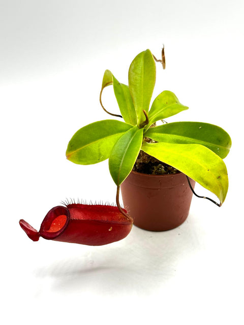 Nepenthes Eustachya 