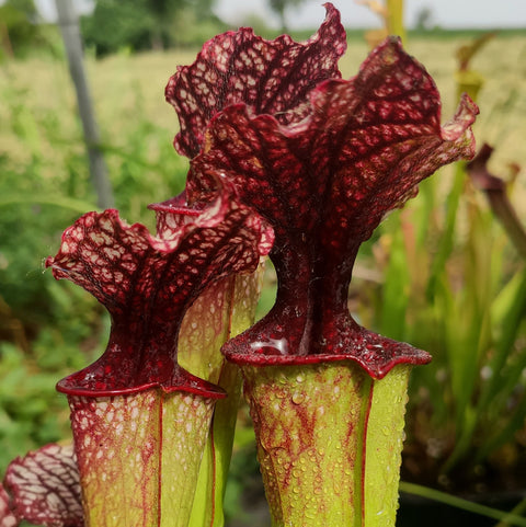 Sarracenia Crimson Queen x Leah Wilkerson clone #2