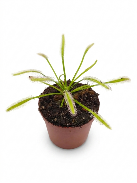 Drosera capensis "Alba"