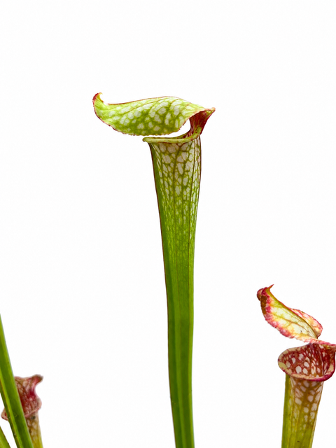 Sarracenia x "Scarlet Fire" (Caput Mundi Labs)