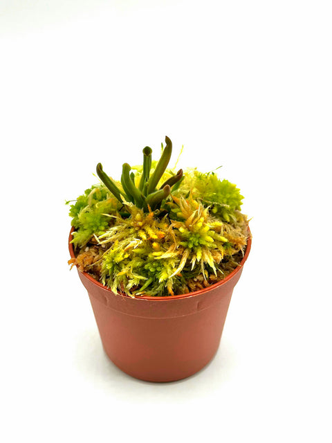 Heliamphora minor