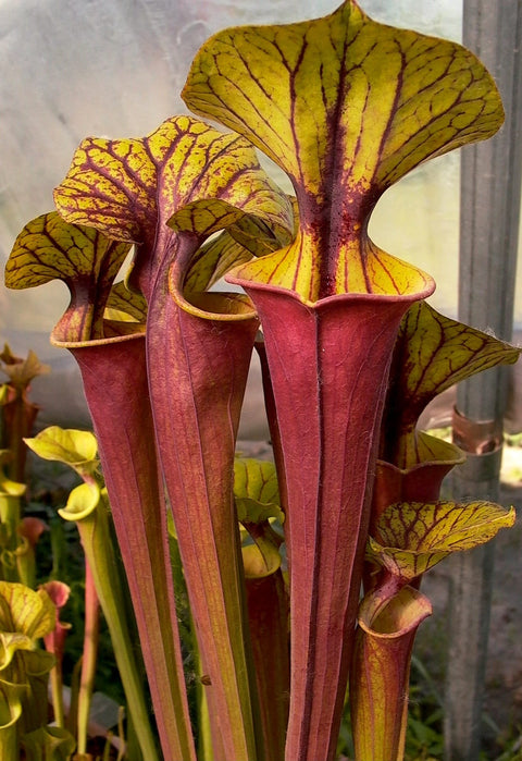 Sarracenia flava var. rubricorpora