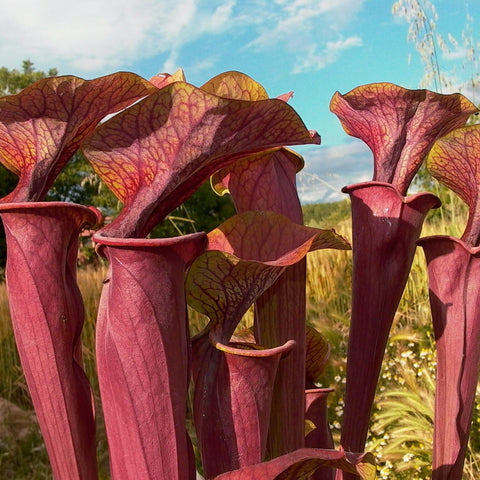 Sarracenia oreophila x alata black tube